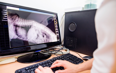 Radiology Digital X-Rays For Pets - Forrest Avenue Animal Hospital